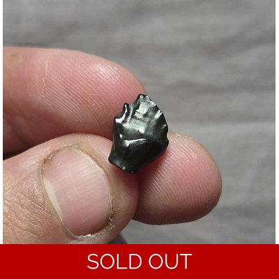 Rare Nice Ankylosaurus Armored Dinosaur Tooth Fossil Hellcreek Fm